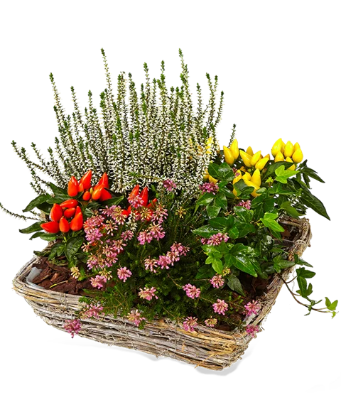 Cestino di piante