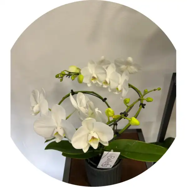 Orchidea Phaleonopsis