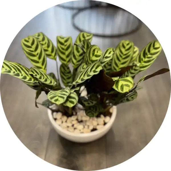 Calathea