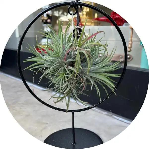 Tillandsia 