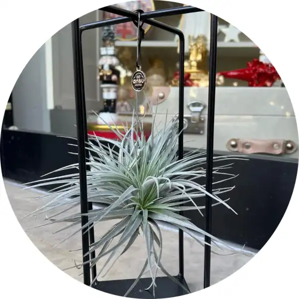 Tillandsia