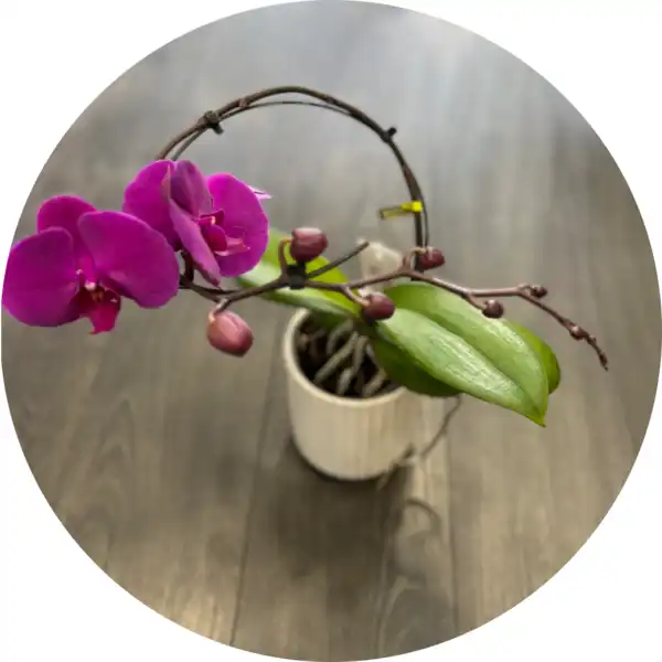 Orchidea Balletto