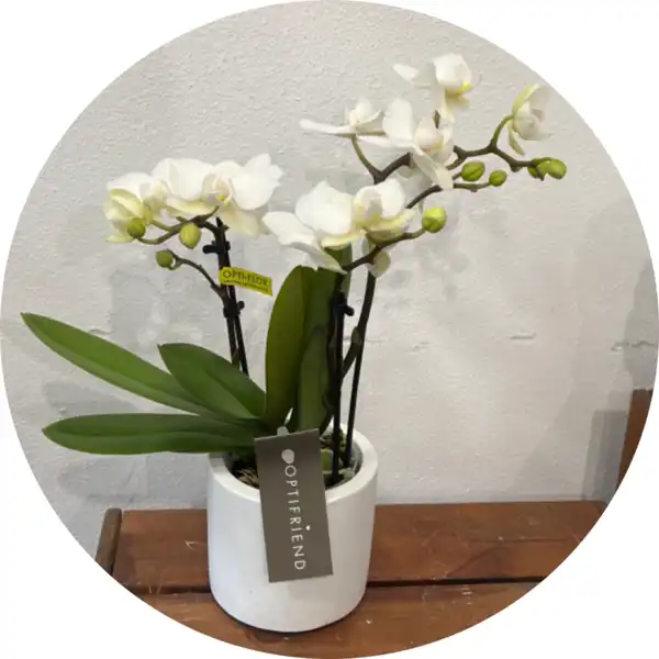 Orchidea mini con vado ceramica