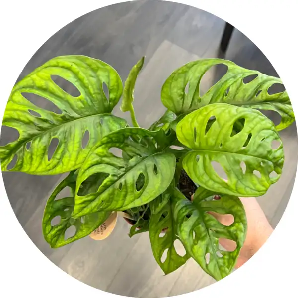 Monstera monkey