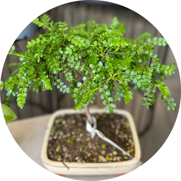 Bonsai Pepper