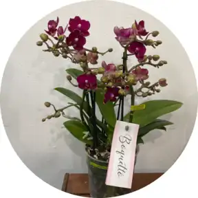 Orchidea phaleonopsis Bouquetto