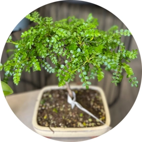 Bonsai Pepper Pepper 