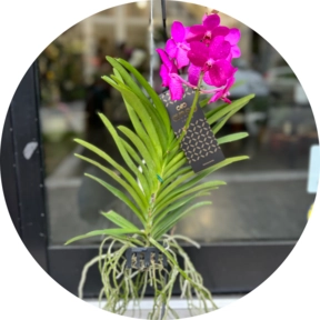 Orchidea Vanda  Con supporto in ferro